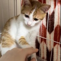 ケージ内で座る茶白猫が差し出された手を見ながら前足を出している