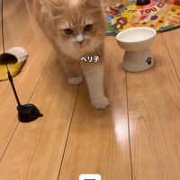 歩いて来る猫