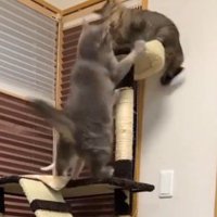 姉猫にパンチする兄猫