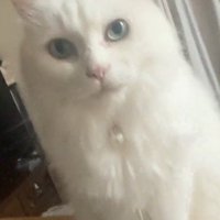 お座りする白猫