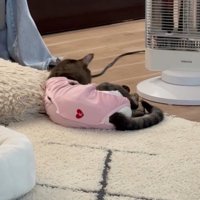 ストーブの前で毛繕いをする猫