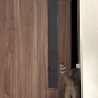 ドアを通過する猫の後ろ姿