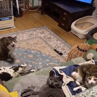 口を大きく開けている床にいる猫とソファの上にいる口を閉じた2匹の猫