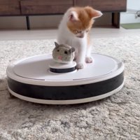 ネズミのぬいぐるみと子猫