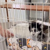 ケージに入れられる猫たち