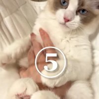 おなかをなでられる猫