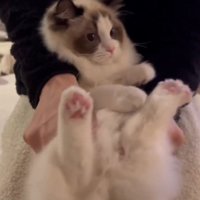 抱っこされる猫