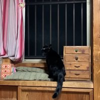 横を見る黒猫