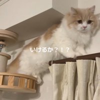 後ろ足を両方キャットタワーに乗せた猫