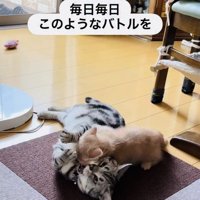 にゃんプロをするアメリカンショートヘアと子猫