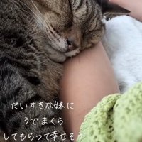 女の子の腕まくらで眠る猫の顔のアップ