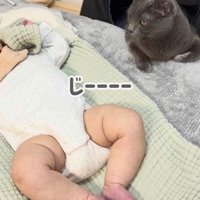 赤ちゃんを見守る保護猫