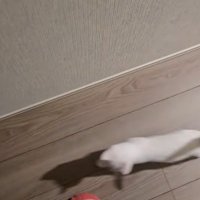 飼い主の方へ歩いてくる子猫