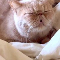 口を開けたまま眠る鼻ぺちゃ猫