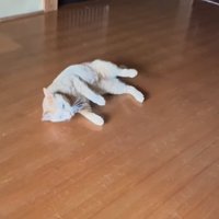 フローリングの上で横になる猫