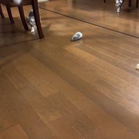 ダッシュする子猫たち