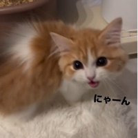 鳴いている猫