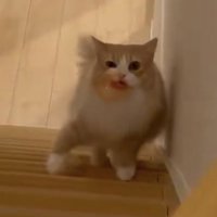 右足を前に出して階段を上る猫