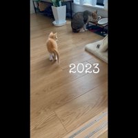 離れたところから見る子猫