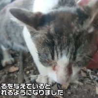 顔をなでられる子猫