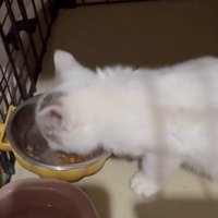 ごはんを食べる子猫