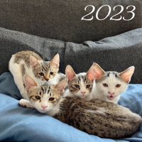 青い布の上に集まってカメラを見つめる4頭の子猫