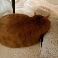 寝ている猫の背中