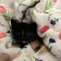 毛布にくるまれた子猫