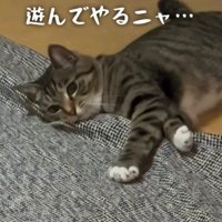 寝転がって遊んでいる猫