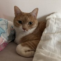 背中に布団をかけた茶白猫