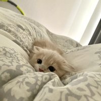 布団で寝転がる猫