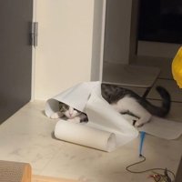 隠れる猫