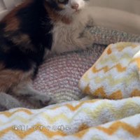 保護された猫