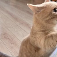 ごはんを催促しているむぎちゃん