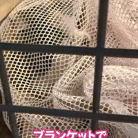 洗濯ネットの中にいる猫