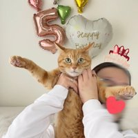 5歳の誕生日を祝う茶トラ猫