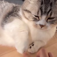 前足をひっこめて女性の指を離す猫