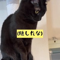 しっぽで爪を隠す黒猫