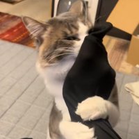 ハグしながらチラリとみてくる猫