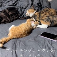 大人の猫にじゃれている子猫
