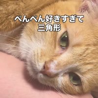 お尻を叩いてもらっている猫