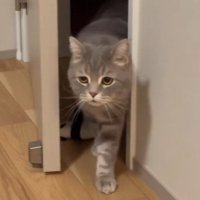 飼い主さんの方へ歩き出すメルくん