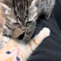 飼い主に群がる猫たち2