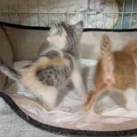 後姿の猫