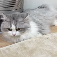 長毛猫さん