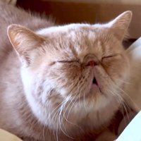 気持ち良さそうに口を開いて眠る猫