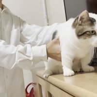 テレビ台に立つ猫ちゃんと猫ちゃんの体に手を添えるお兄さん