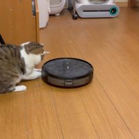 掃除ロボを攻撃する猫1