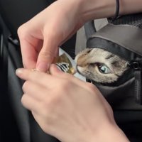 リュックの隙間から顔を覗かせておやつの袋に口を近づけている猫