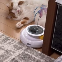 窓際で寝ている猫